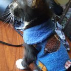 lost cat in K
