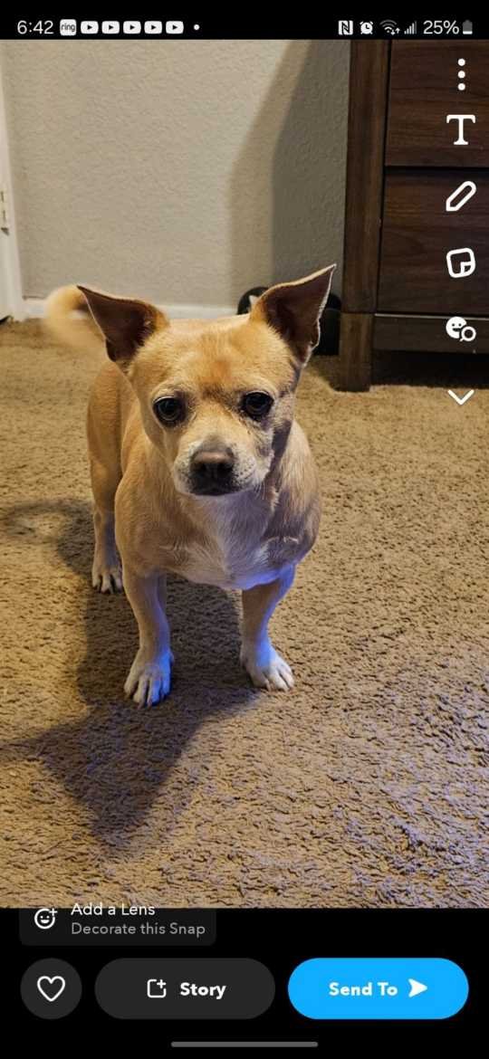 Lost Dog in Tucson, Arizona — listing photo