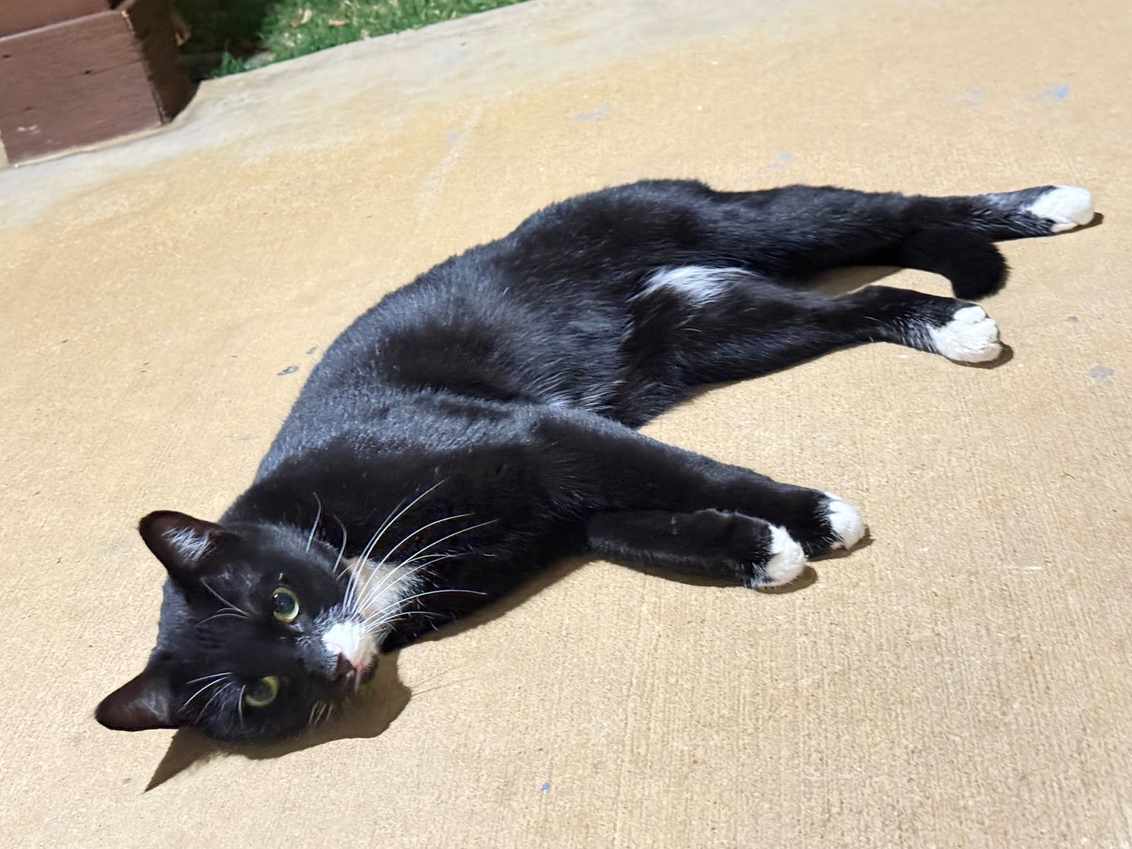 Found Cat in Bartonville — listing photo