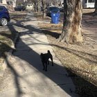 lost dog in Wichita, Kansas