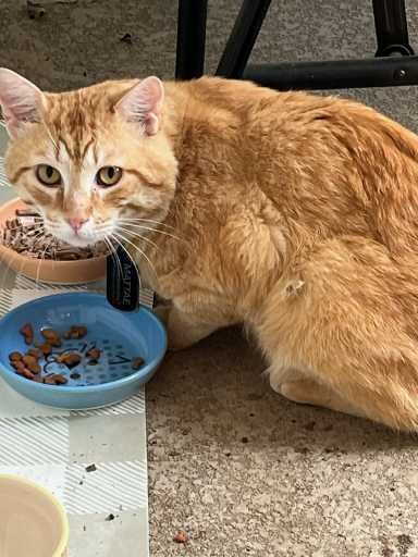 Found Cat in Denton, Texas — listing photo