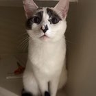 Lost Cat in K — listing photo