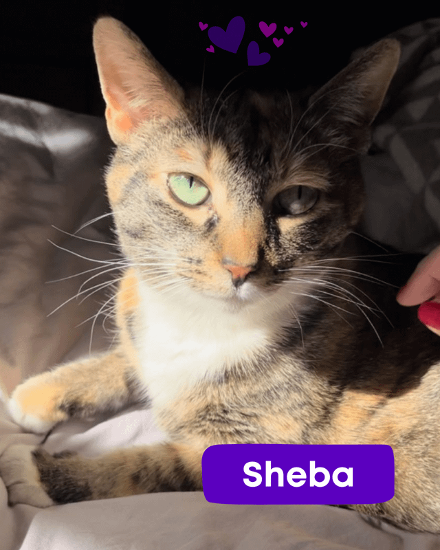 Found Cat in New York, New York — Want real, forever love? Meet the best early Valentine ever.