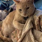 lost pet in Memphis, Tennessee