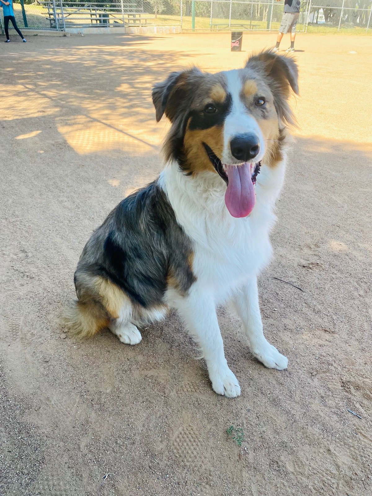 Lost Dog in Wilmington, North Carolina — listing photo