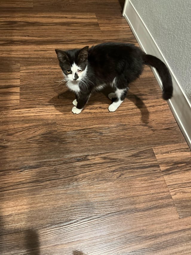 found cat in Wichita, Kansas