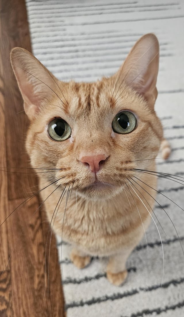 lost cat in Kansas City, Missouri
