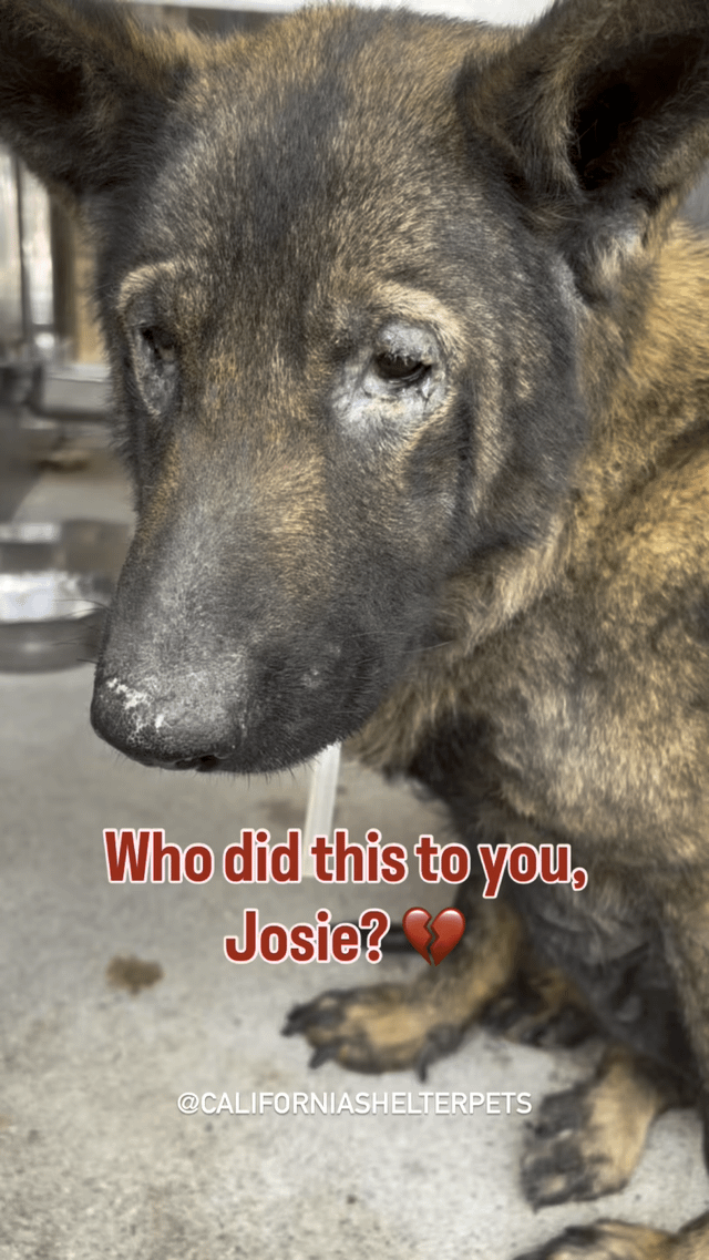 Found Dog in Irvine, California — Josie was found as a stray, very neglected.She is super urgent & will be euthanized for space…