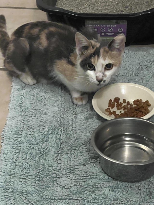 Pet alert in Tampa, Florida — Low income cat spaying?