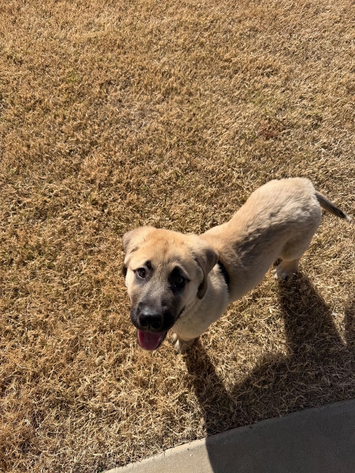 Found Dog in Norman, Oklahoma — listing photo