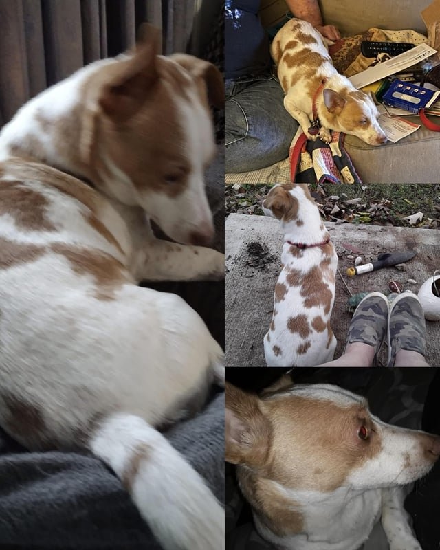 lost dog in Orange, California