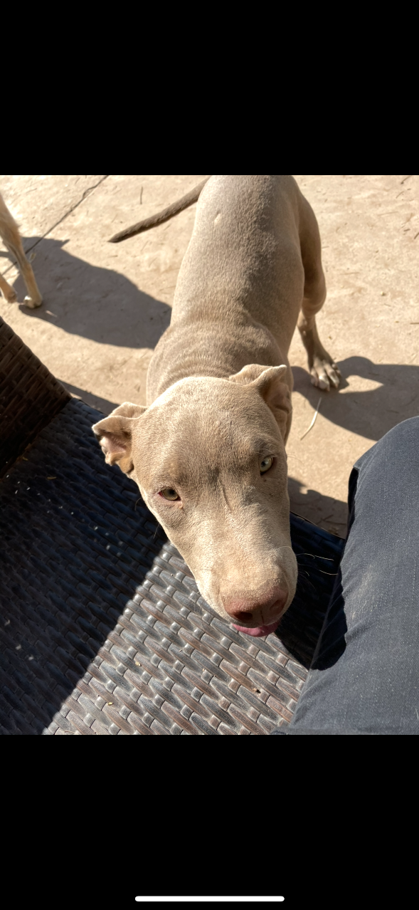 Lost Dog in Maricopa, Arizona — listing photo