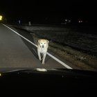 Lost Dog in Charlotte, North Carolina — listing photo