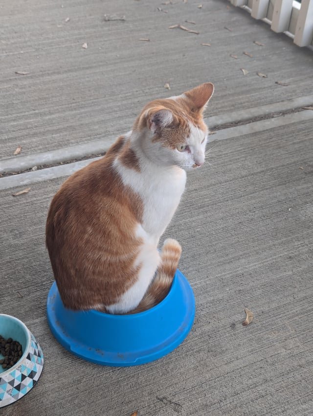 lost cat in Carrollton, Texas