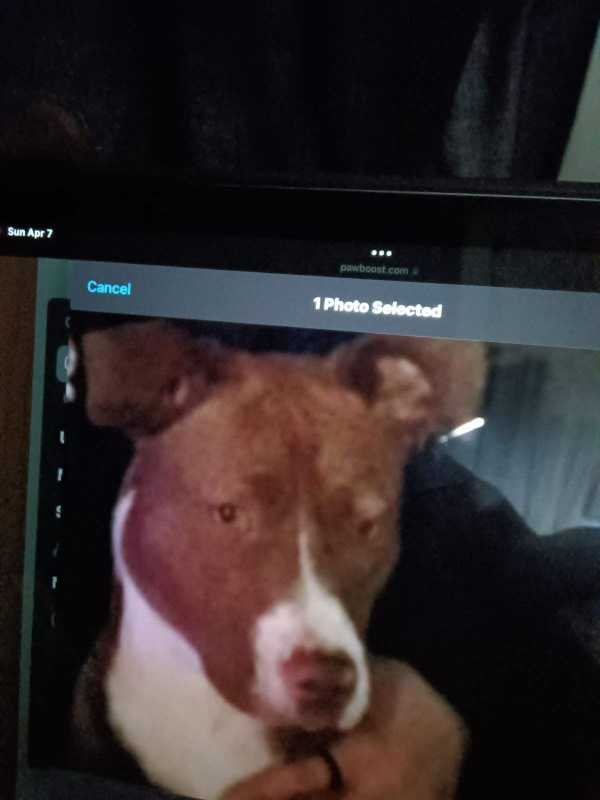 Lost Dog in Salinas, California — listing photo