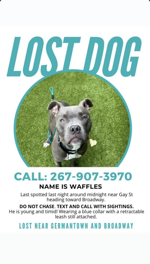 lost dog in Nashville, Tennessee