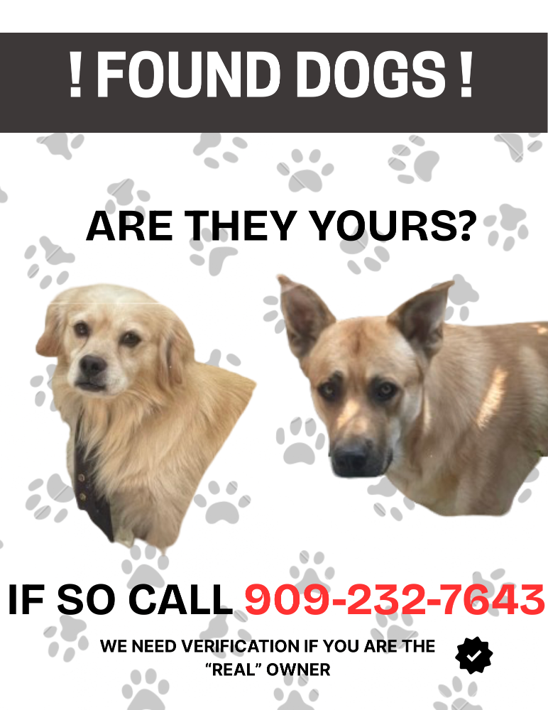Found Dog in Fontana, California — listing photo