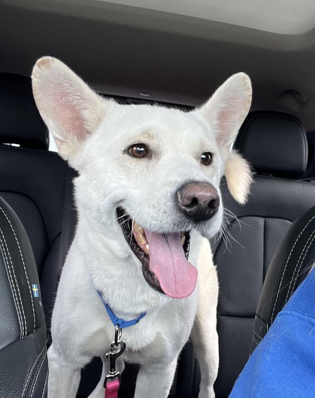 lost dog in San Antonio, Texas