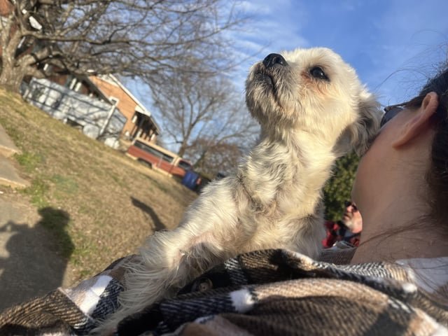 Found Dog in Winston-Salem, North Carolina — listing photo