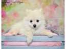 Lost Dog in Los Angeles, California — listing photo
