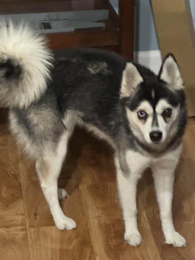 Lost Pet in Orlando, Florida — listing photo