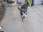 Found Pet in Chicago, Illinois — listing photo