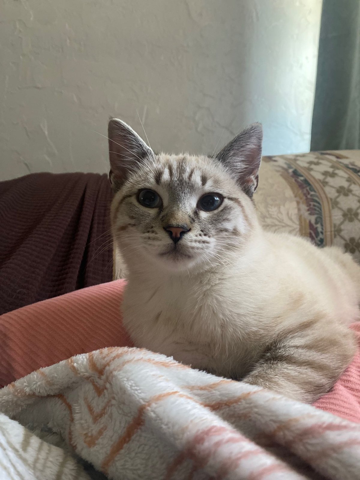 Lost Cat in Lawton, Oklahoma — listing photo