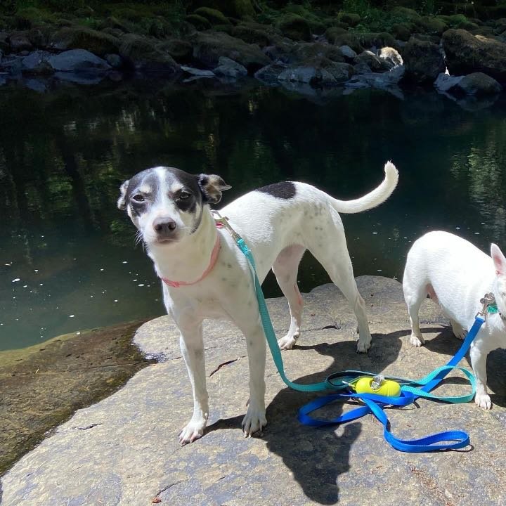 Lost Dog in Vancouver, Washington — listing photo