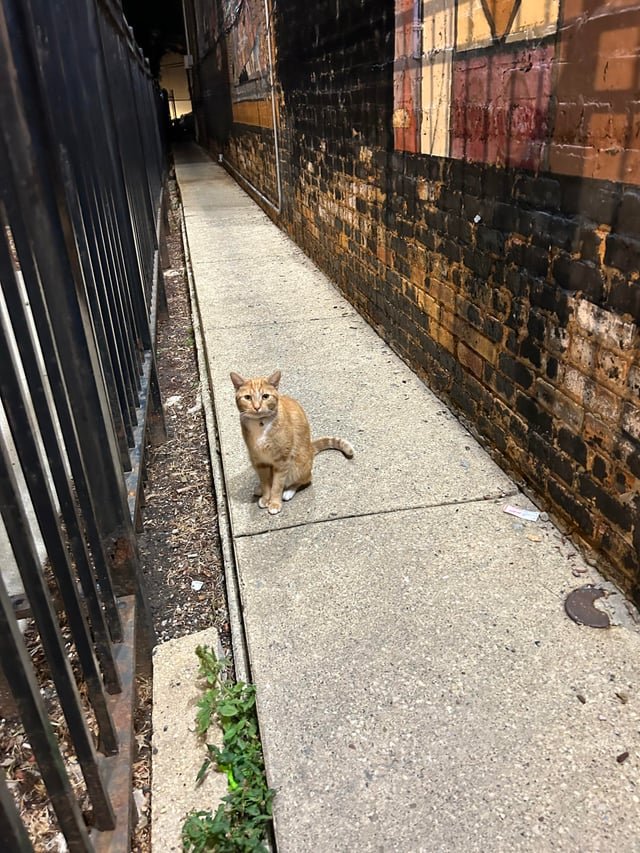lost cat in Chicago, Illinois