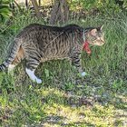 lost cat in San Francisco, California