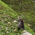 Lost Cat in K — Anyone in Jollyville/Arboretum area recognize her?