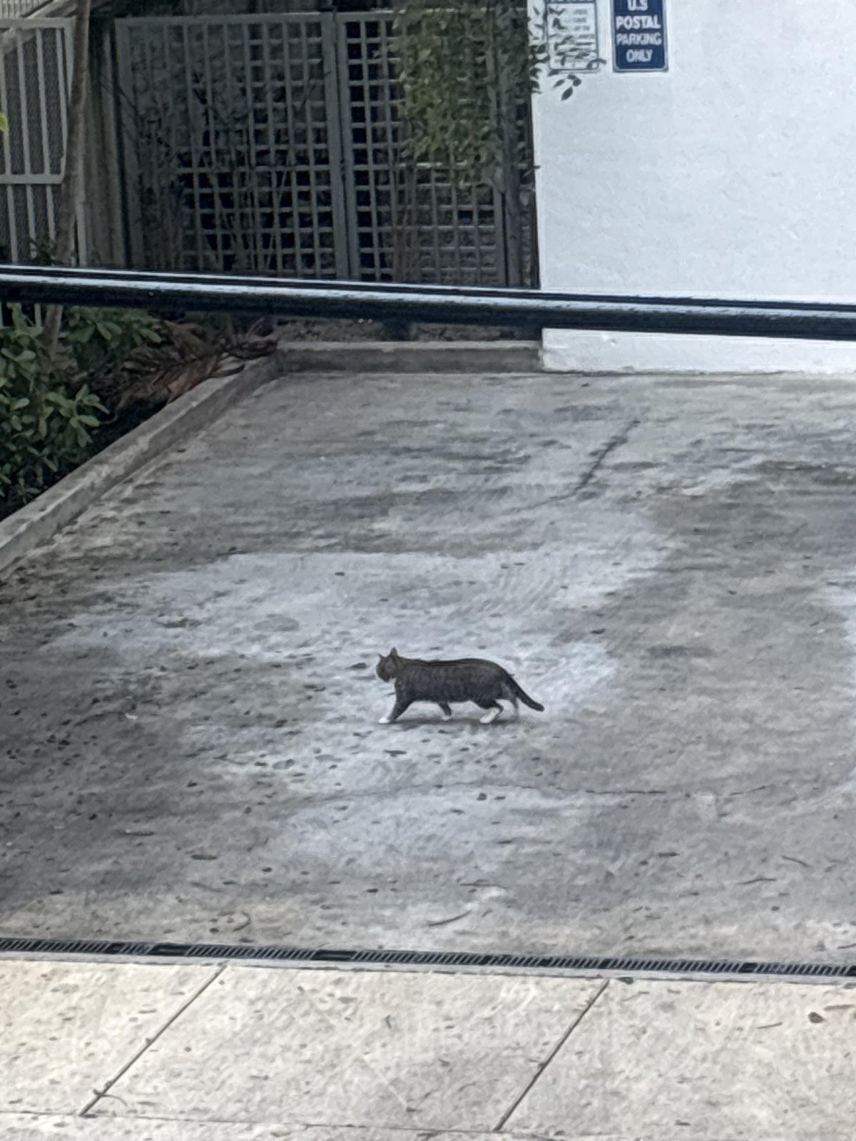 Lost Cat in Miami, Florida — listing photo