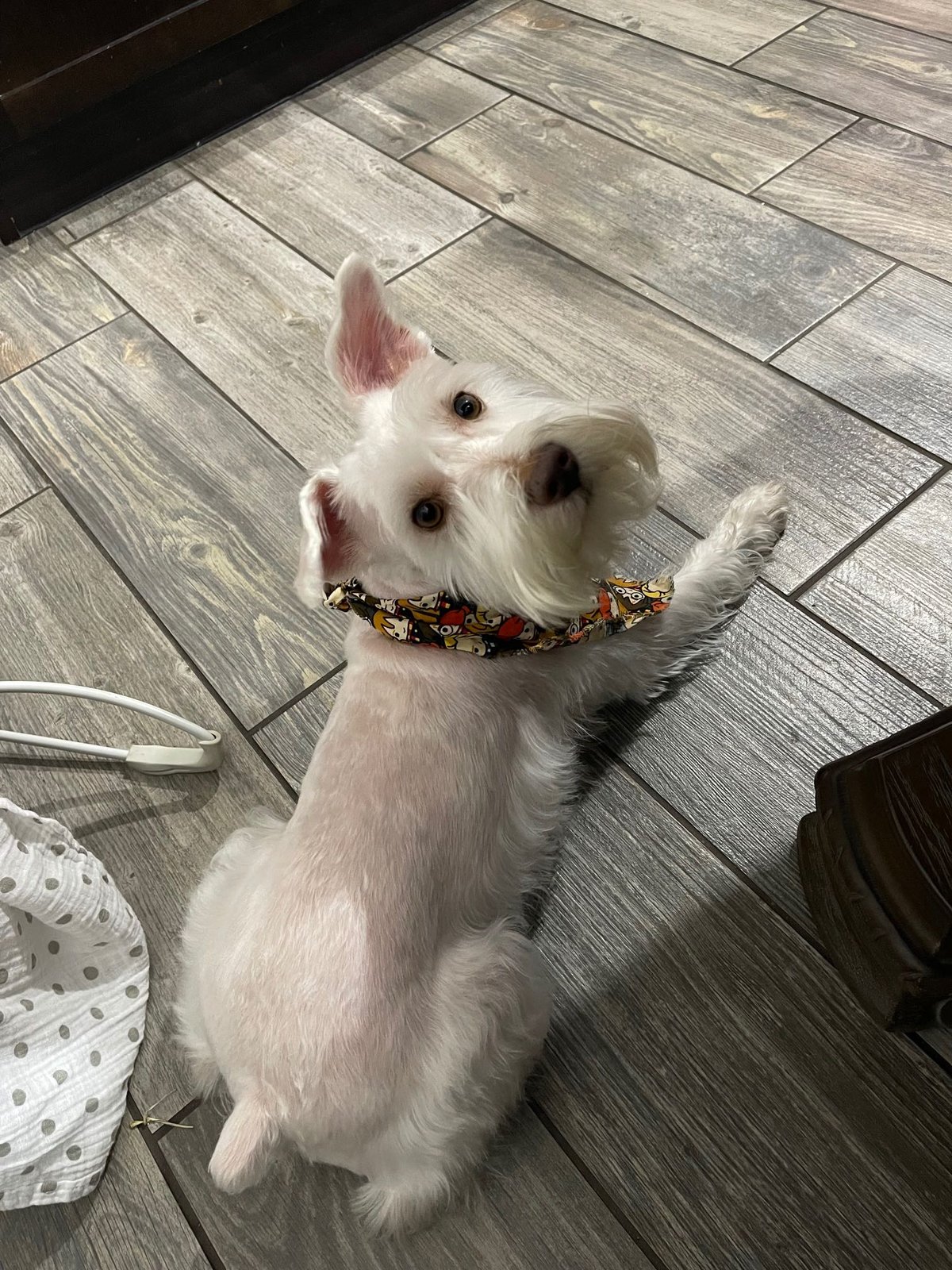 Lost Dog in Round Rock, Texas — listing photo