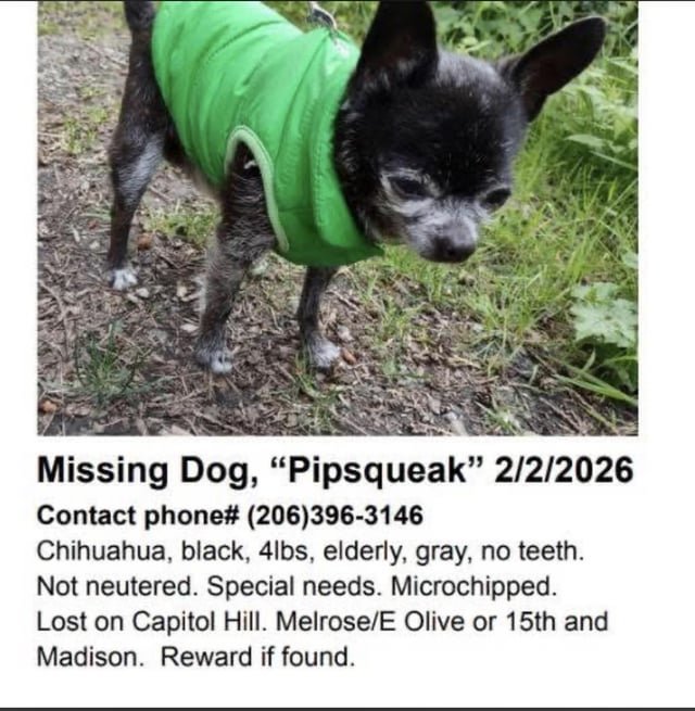 Lost Dog in Seattle, Washington — Help find Pipsqueak