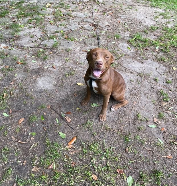 Lost Dog in Orangeburg — listing photo