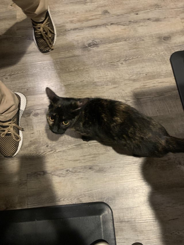 lost cat in Baltimore, Maryland