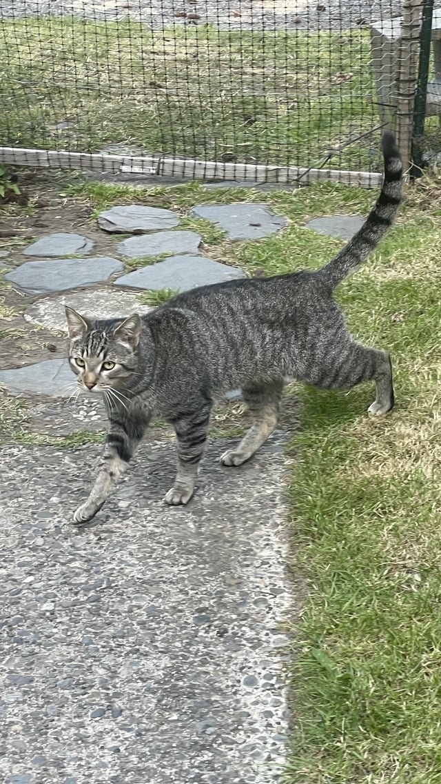 Found Cat in Bellingham, Washington — listing photo
