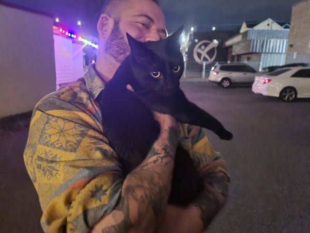 Found Cat in Seattle, Washington — listing photo