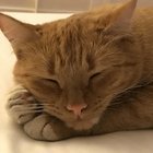 Lost Cat in El Paso, Texas — listing photo
