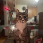 Lost Cat in Portland, Oregon — listing photo
