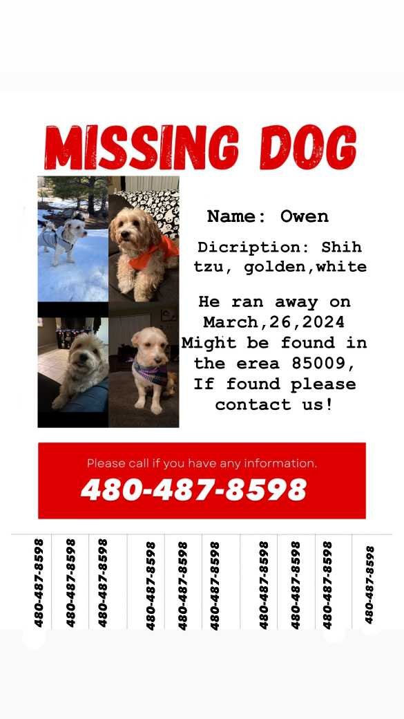 Lost Dog in Phoenix, Arizona — listing photo