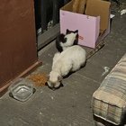 Pet alert in Kansas City, Kansas — In need of help, 3 young cats.