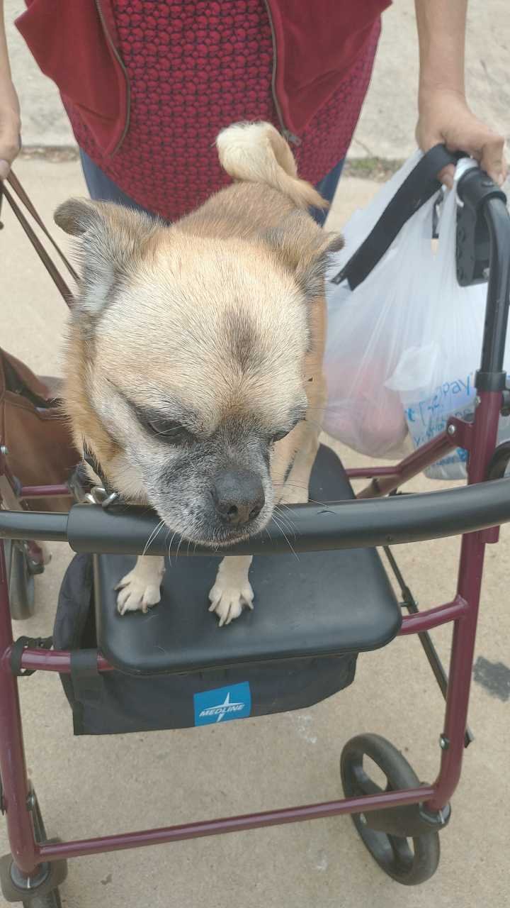 Lost Dog in Missouri City, Texas — listing photo