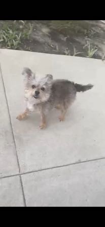 Lost Dog in Cypress, California — listing photo