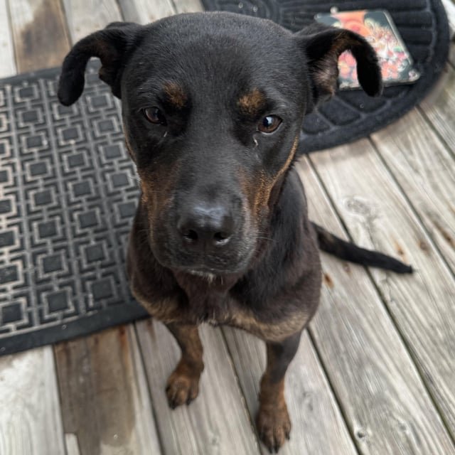 Found Dog in Chicago, Illinois — 🚨 Dog Found Southside 🚨