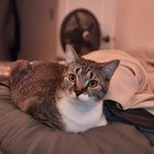 lost cat in Charlotte, North Carolina