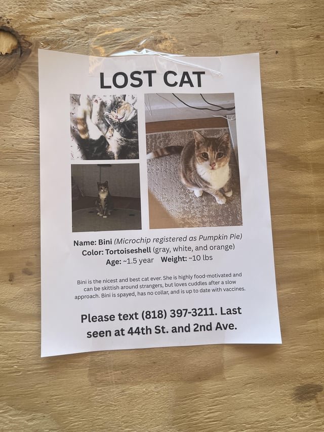 Lost Cat in New York, New York — listing photo