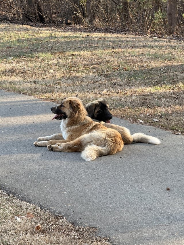 found dog in Charlotte, North Carolina