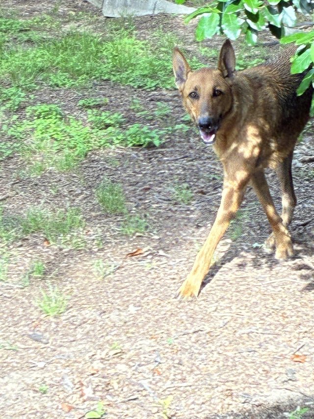 found dog in Fort Worth, Texas