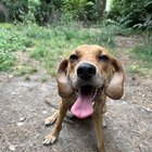 Lost Dog in Norfolk, Virginia — listing photo
